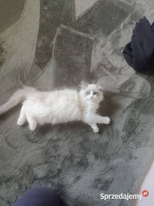 Kotka Ragdoll cherubim Boguchwała
