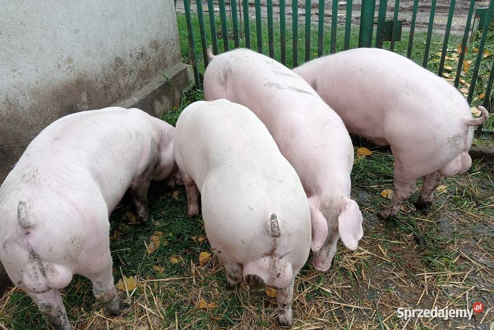 Knurki młode PBZ Polska Biała Zwisłoucha wielkopolskie sprzedam