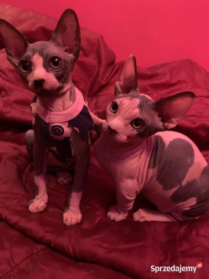 Dostępne SPHYNX i Bambino Zaprasza Warszawa