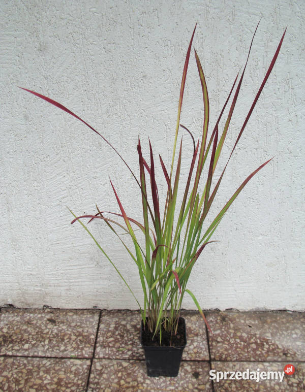 IMPERATA CYLINDRYCZA TRAWA RED BARON sadzonki w Ustronie