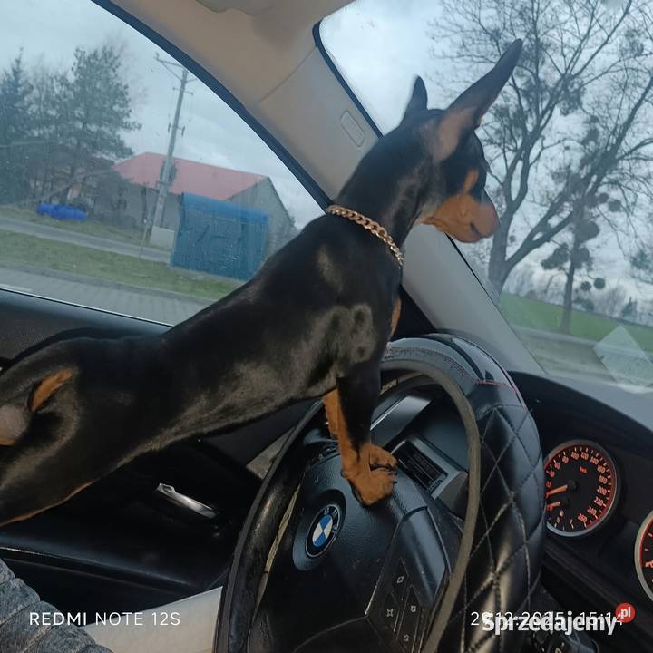 Pinczer Miniaturowy FCI suczka Gardeja