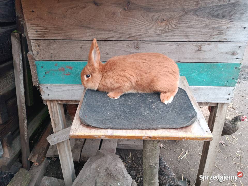 Króliki nowozelandzkie mazowieckie Iłża