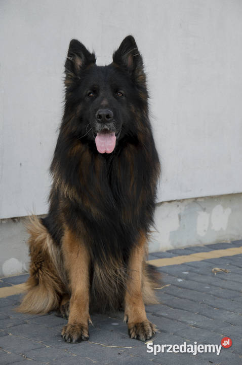 Szczeniaki owczarki niemieckie długowłose ZKWP kujawsko-pomorskie Tuchola