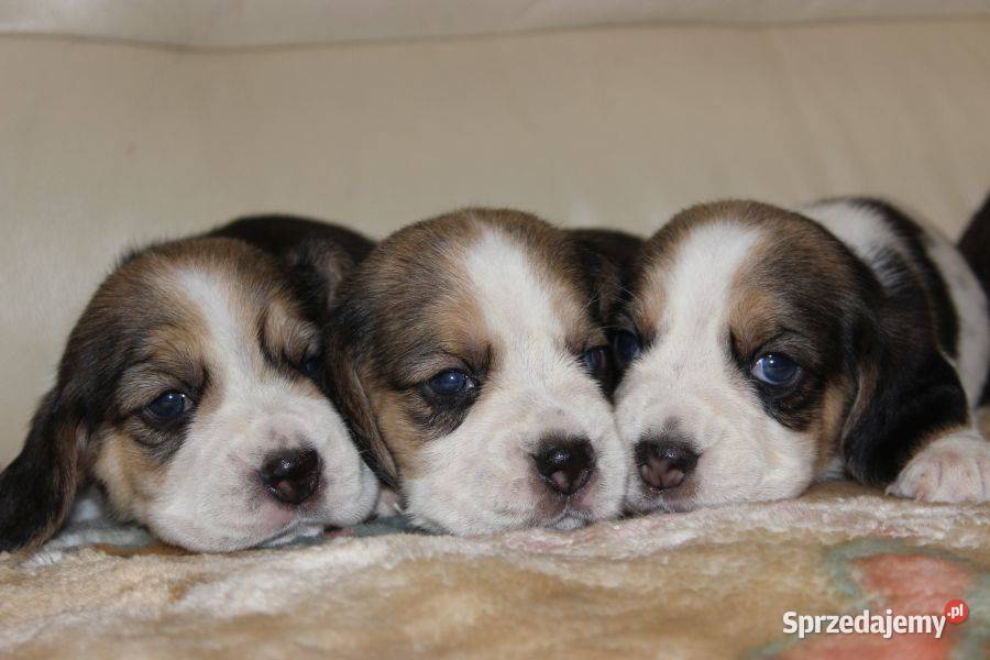 Beagle szczeniaczki ZKwP FCI Championach Beagle sprzedam
