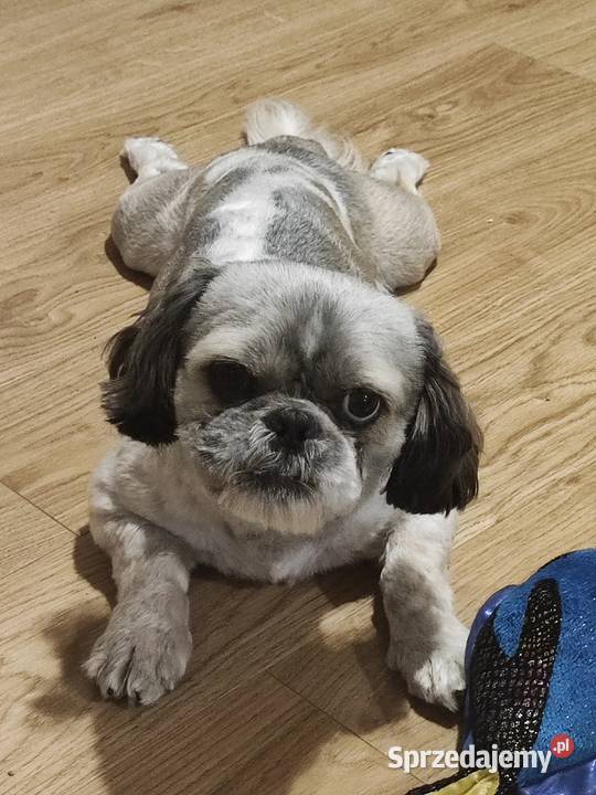 Reproduktor tricolor Shih Tzu Zamość sprzedam
