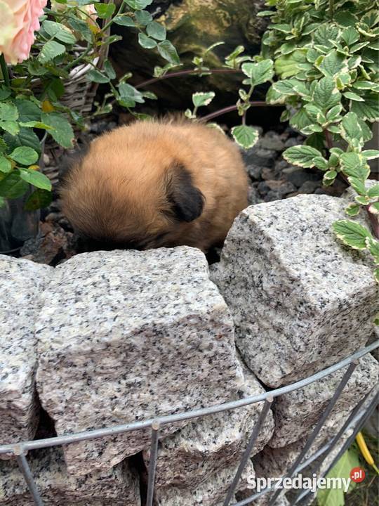 Śliczna hybryda shih tzu sunia Shih Tzu Leoncin