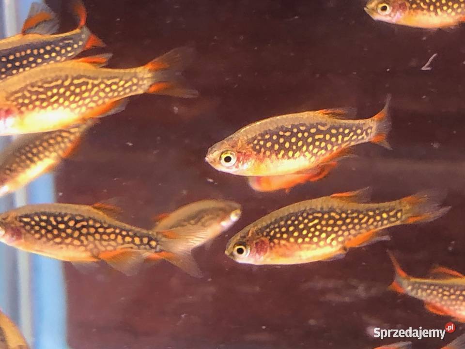 Rozbora Galaxy Danio Justynów