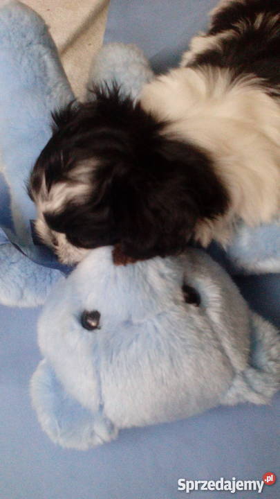 shihtzu DO 4 Świecie