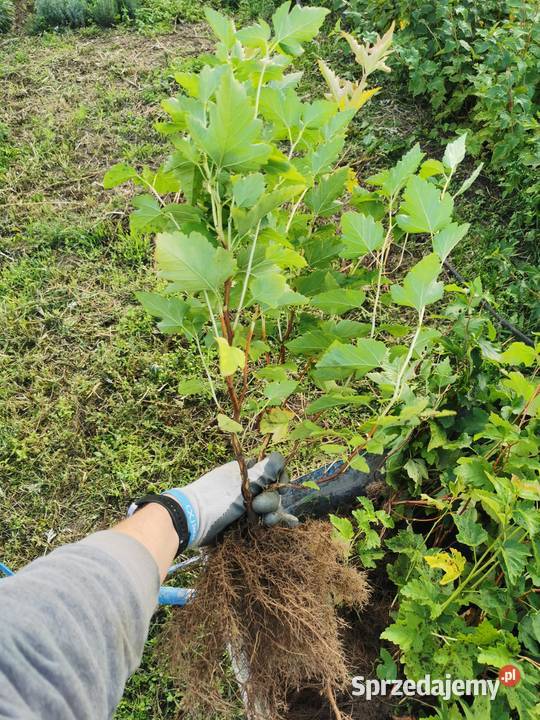 Pęcherznica kalinolistna sadzonki z gruntu min Inowrocław