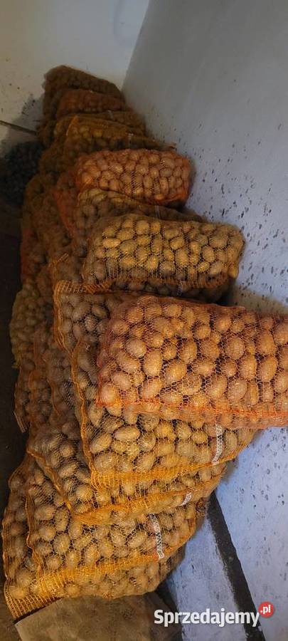 Ziemniaki sadzeniaki Soraja świętokrzyskie Kików sprzedam