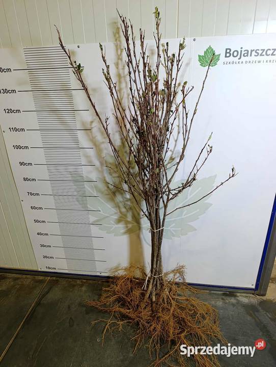 Sadzonki aronii PIENNEJ 90 ładne 2025 lubelskie Stary Pożóg