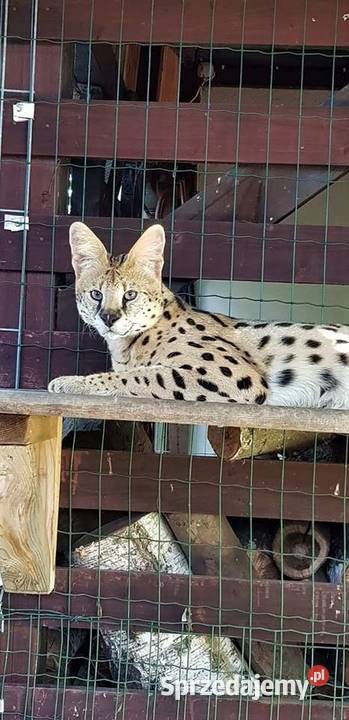 Serwale Afrykańskie Leptailurus serval młode śląskie Katowice sprzedam