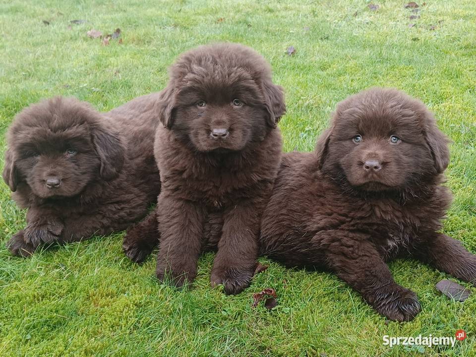Nowofundlandy czekoladowe gotowe na zmianę domu Pozostałe Mycielin
