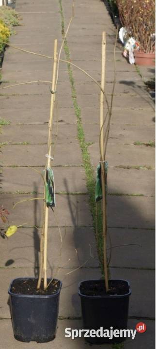 Morwa czarna sadzonki morus nigra Liściaste Kępno