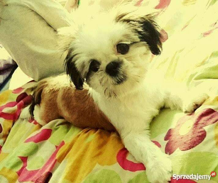 Shih Tzu Suczka Rybnik