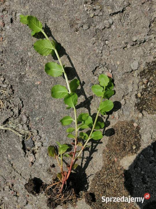 Tojeść rozesłana 15 sztuk sadzonek