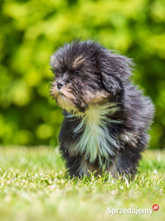 Piesek Lhasa Apso kuzyn Shih Tzu GOTOWY DO Rzeszów
