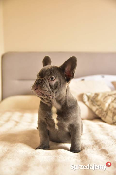 Buldog francuski sunia lilac Psy Targanice