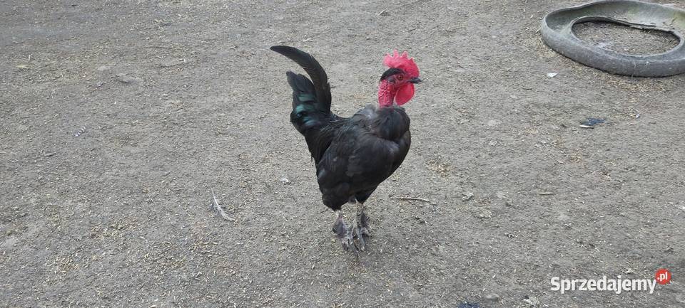 Sprzedam koguty z 25 roku