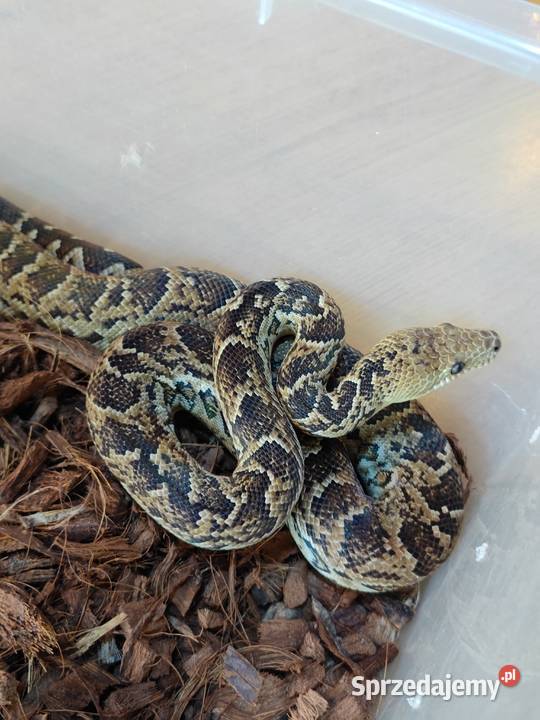 Parka boa kubańskich Radzionków