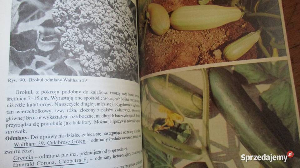 Działka moje hobby 1979r działka ogród uprawy Łódź