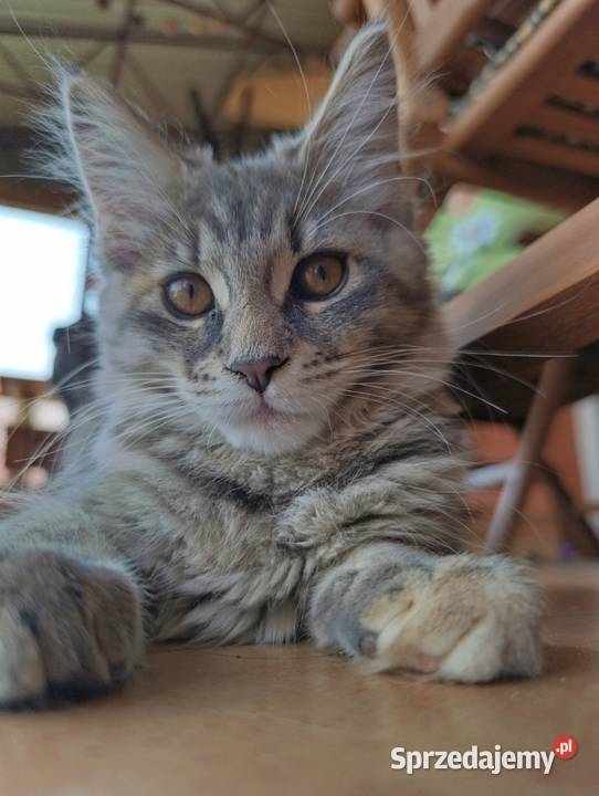 Maine coon kotka Krasnystaw