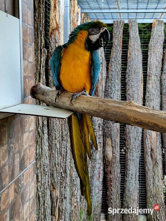 Ara Ararauna dorosłe ptaki