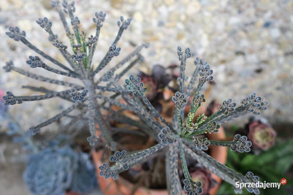 Kalanchoe tubiflora Żyworódka wąskolistna Milanówek