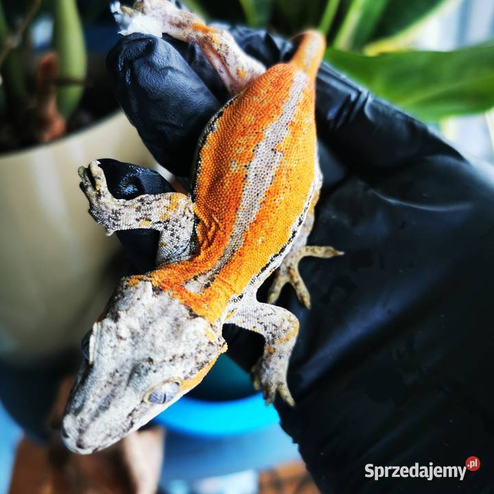 Gekon gargulcowaty rhacodactylus avriculatus Kraków