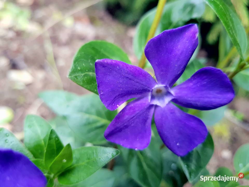 Barwinek pospolity Duże sadzonki Lublin