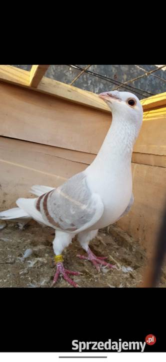 Gołębie śląskie tarczowe Lubraniec