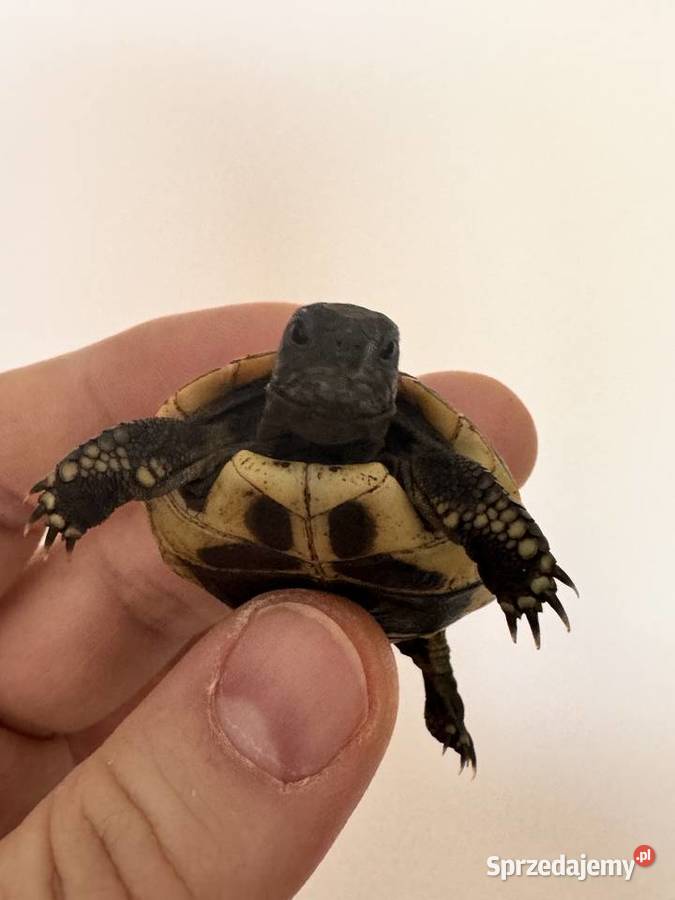 Żółw żółwie lądowe greckie Testudo hermanni Kędzierzyn-Koźle