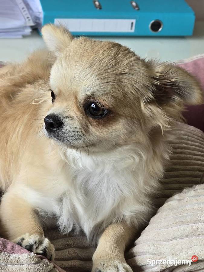 Chihuahua biszkoptowa 9 mcy Bielsko-Biała