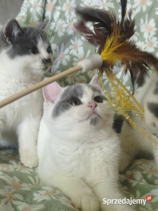 Kocurek brytyjski krótkowłosy małopolskie Tarnów