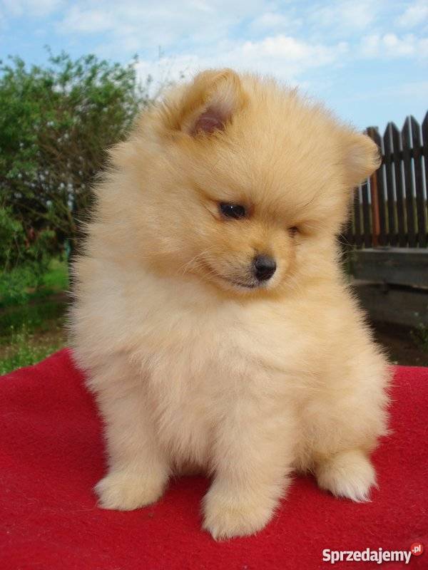 Pomeranianbiszkoptowa suczka Augustów