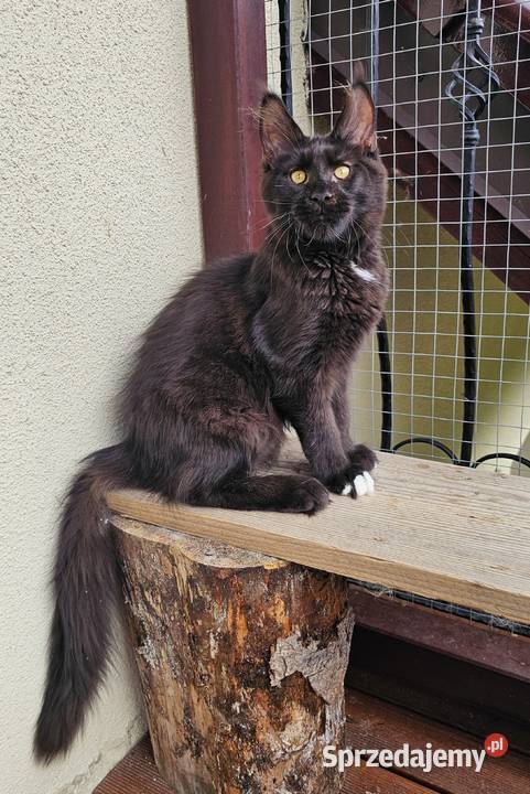 przymilny duży Maine Coon FPL Gdańsk