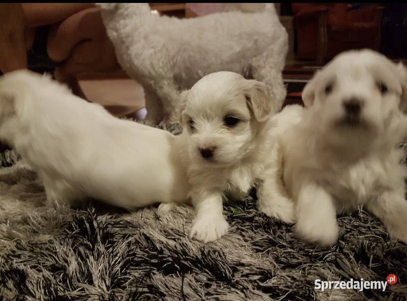Szczeniaki maltańczyk podkarpackie Rzeszów sprzedam
