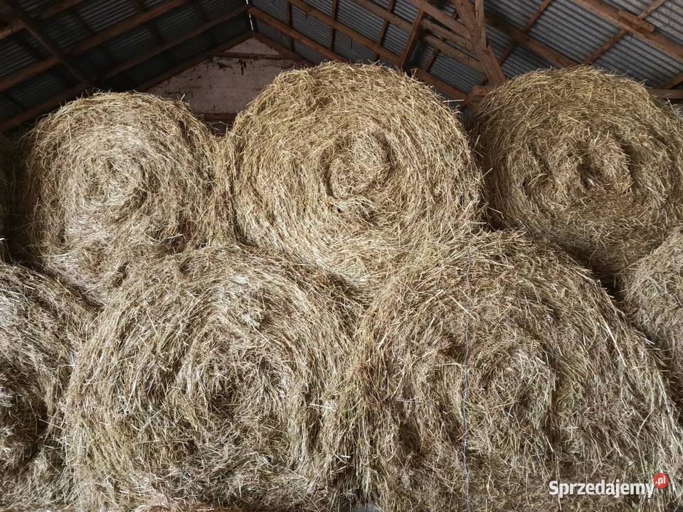 Siano z pierwszego pokosu