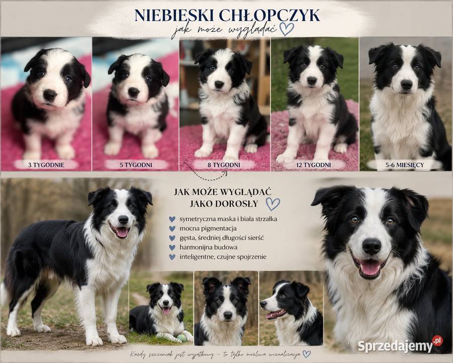 Szczenięta Border Collie FCI przebadanych Pozostałe Monkinie