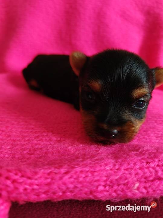 Piesek yorkshire terrier do rezerwacji Dobrzejewice sprzedam