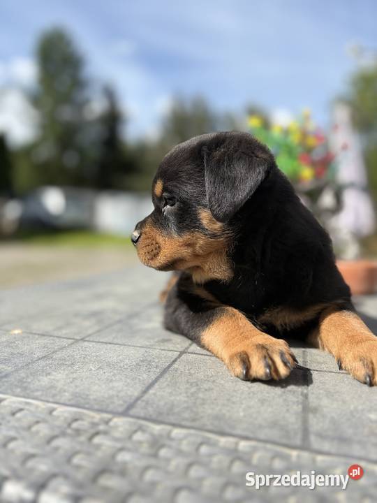Piękne szczeniaki Rottweilera Zgorzelec