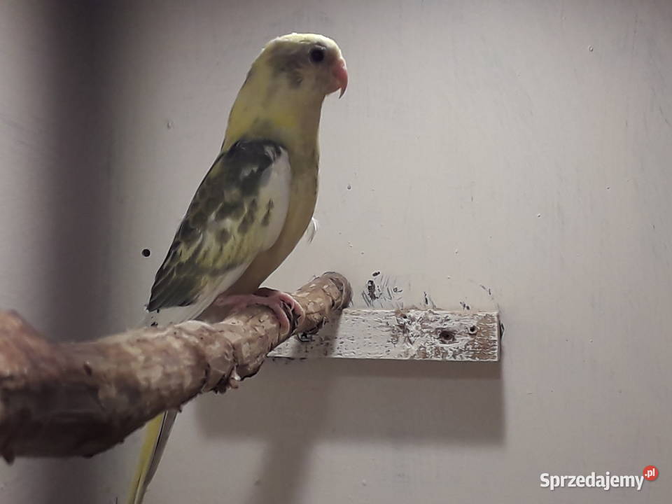 Papugi świergoty sprzedam