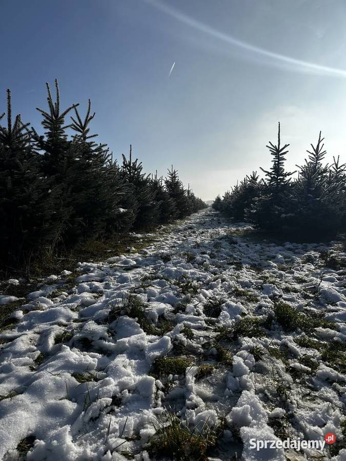 Choinka świerk srebrny sprzedam