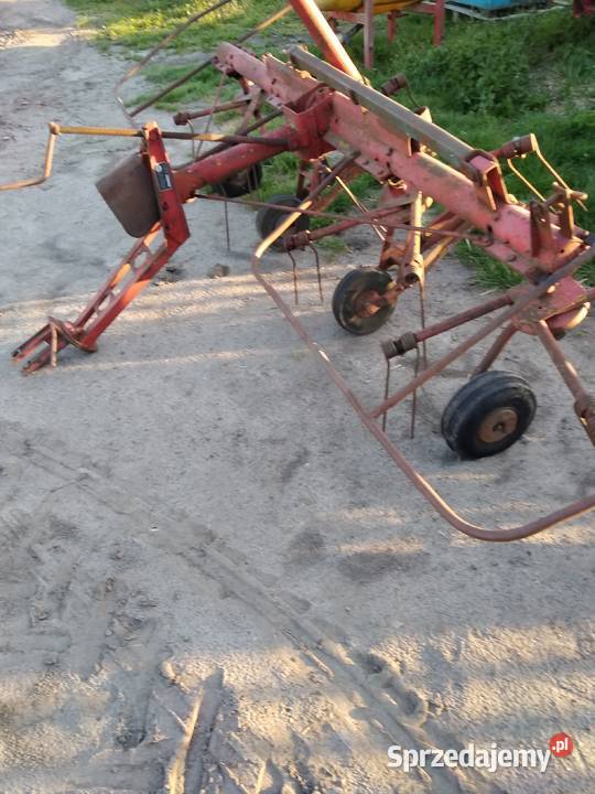 Przetsątrzarka Fella wielkopolskie Gostyń