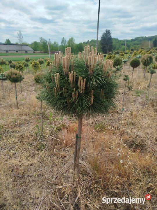 Sosna Pinus mugo LOW Glow Varella GLAUCA GLOBOSA