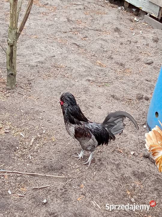 Kogut czubatka niebieska Osiek Wielki