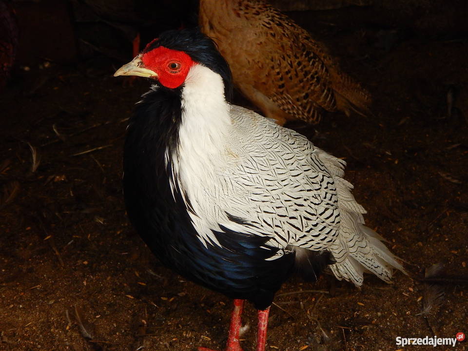 Bażantbażanty kiściecsrebrnełowne Pozostałe Mirsk