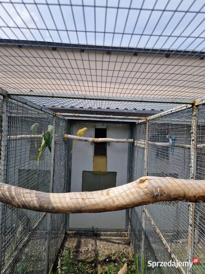 Aleksandretty Wielkie mutacje Poznań