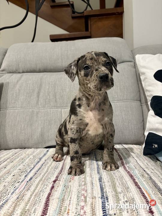 Amstaff Merle Grodzisk Wielkopolski