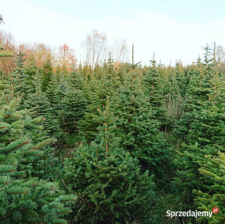 Choinki świeże z własnej plantacji Leśnictwo
